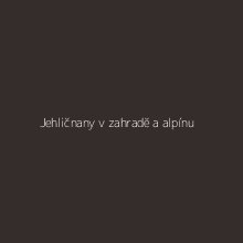 Jehličnany v zahradě a alpínu